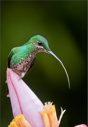 Bộ sưu tập ảnh chim ruồi vùng nhiệt đới